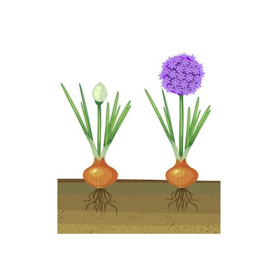 IMAGE OF ONION-PLANT