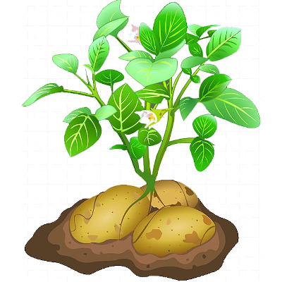 IMAGE OF POTATO-PLANT