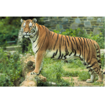 IMAGE OF TIGER