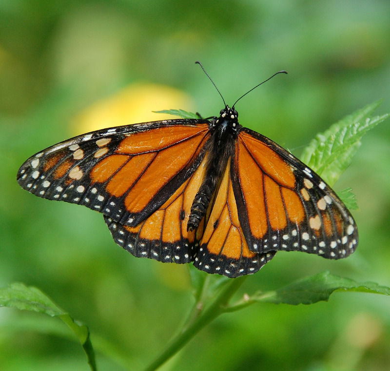 IMAGE OF BUTTERFLY