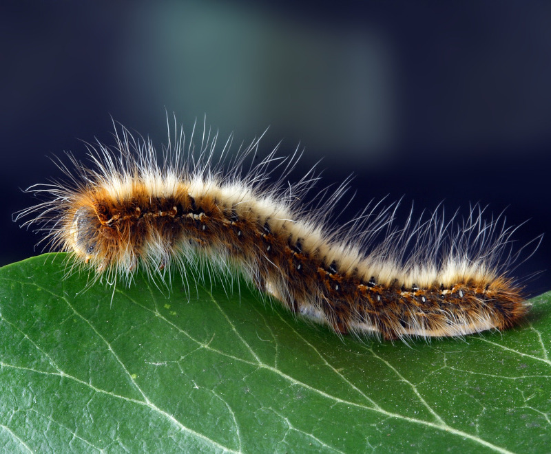 IMAGE OF CATERPILLAR