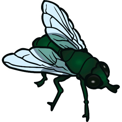 IMAGE OF FLY