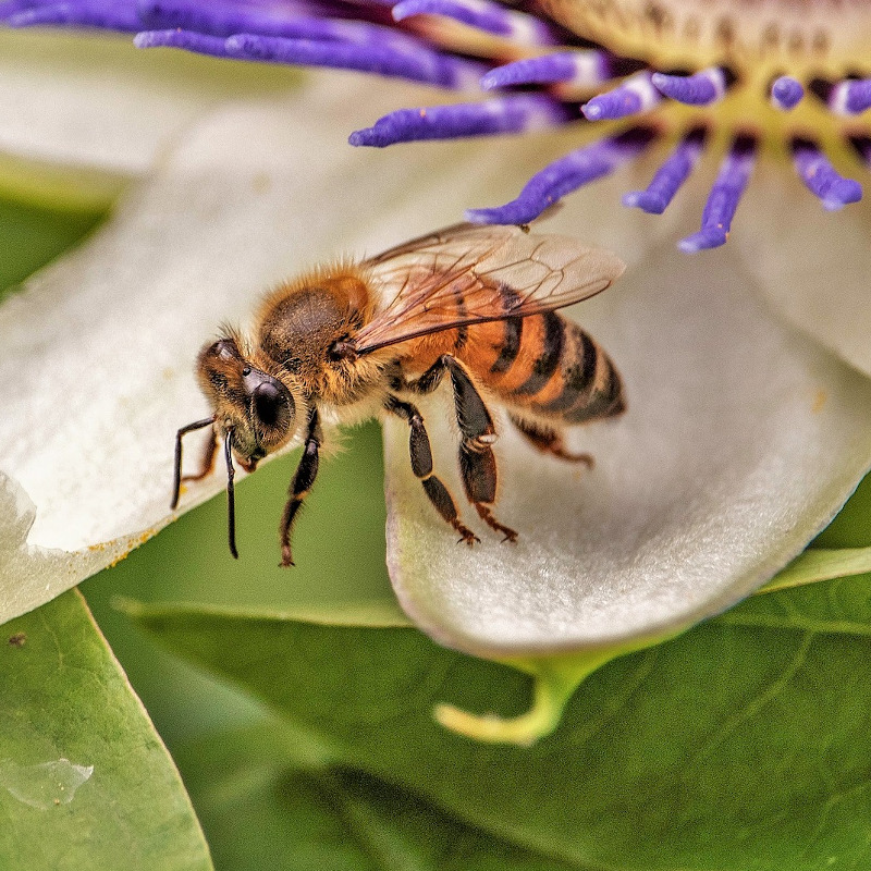 IMAGE OF HONEY-BEE