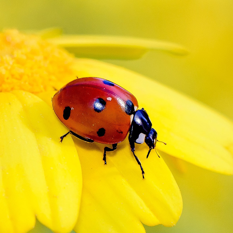 IMAGE OF LADY-BUG