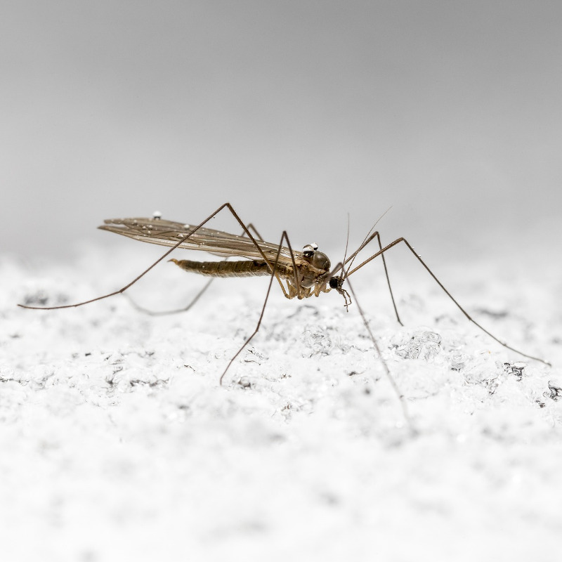 IMAGE OF MOSQUITO