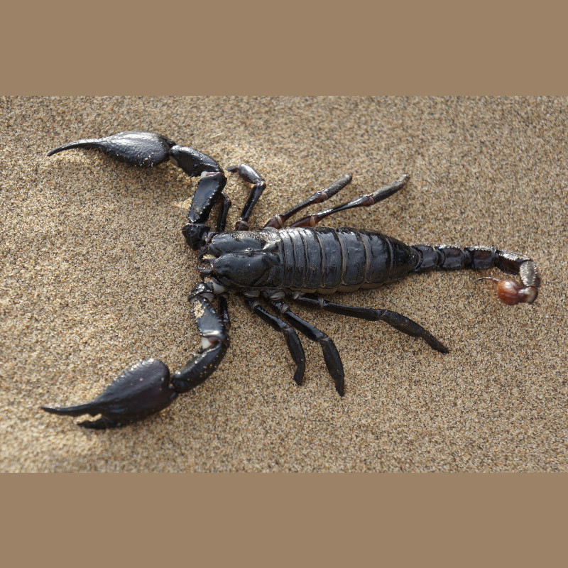 IMAGE OF SCORPION