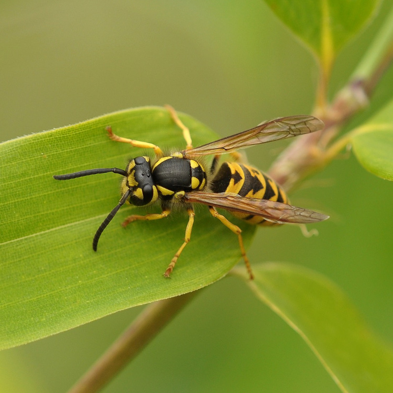 IMAGE OF WASP