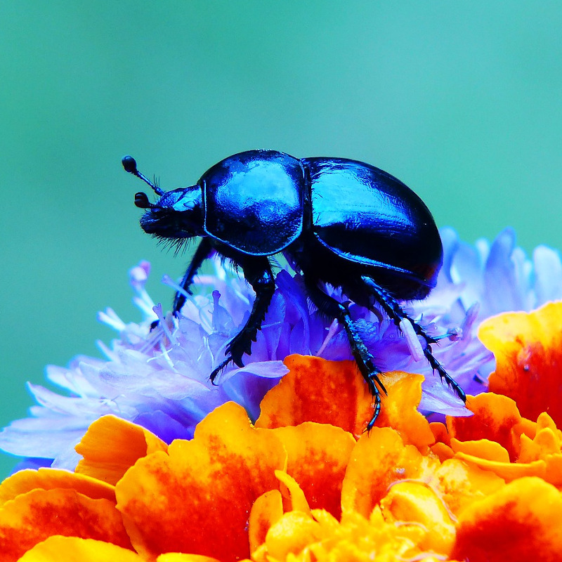 IMAGE OF BEETLE