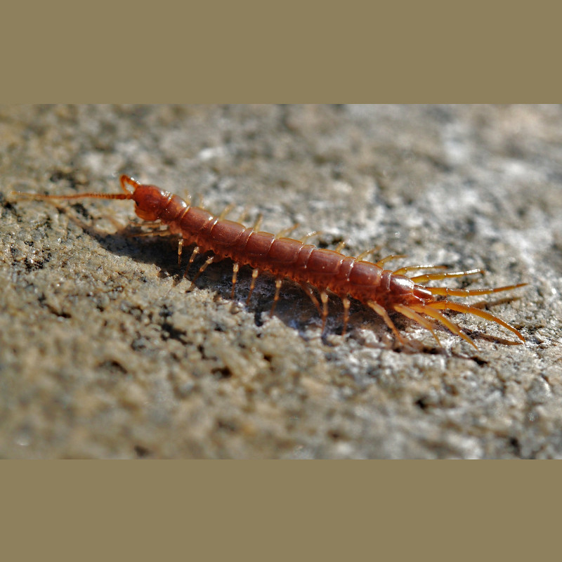 IMAGE OF CENTIPEDE