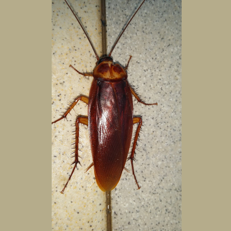 IMAGE OF COCKROACH