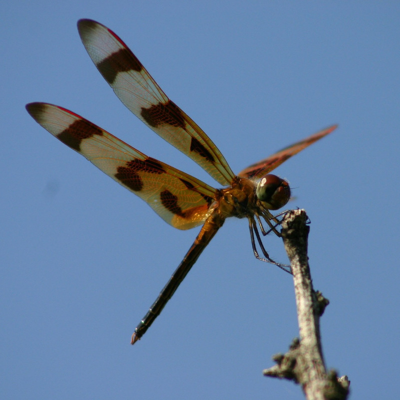 IMAGE OF DRAGON-FLY