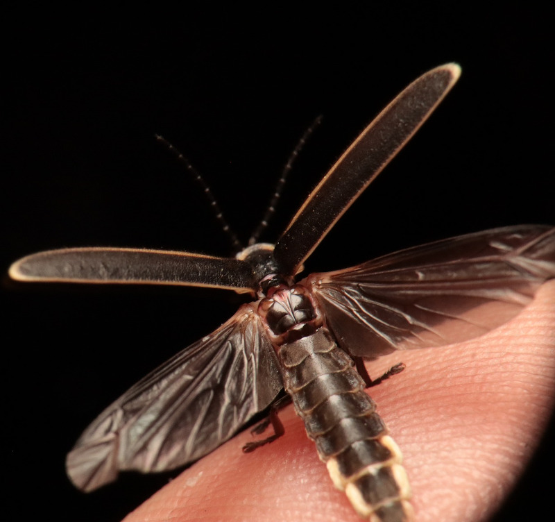 IMAGE OF FIRE-FLY