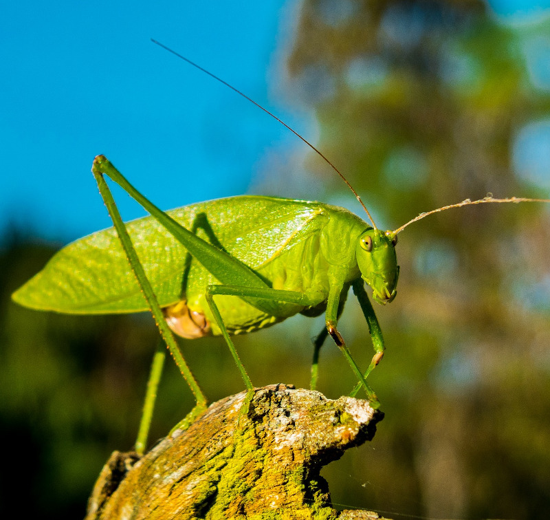 IMAGE OF GRASSHOPPER