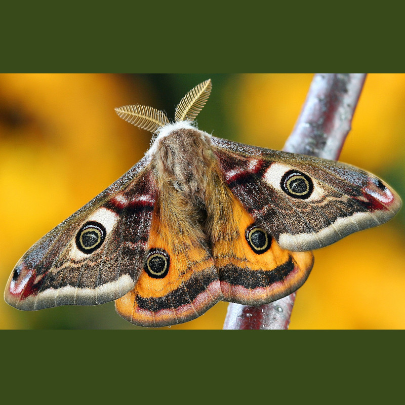 IMAGE OF MOTH