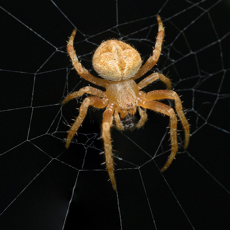 IMAGE OF SPIDER