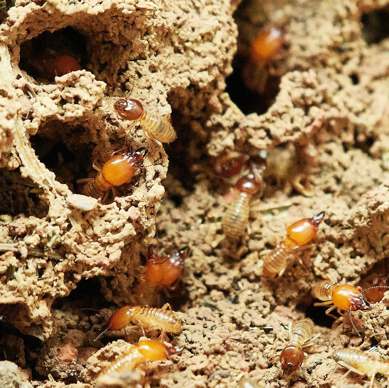 IMAGE OF TERMITES