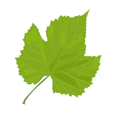 IMAGE OF LEAF