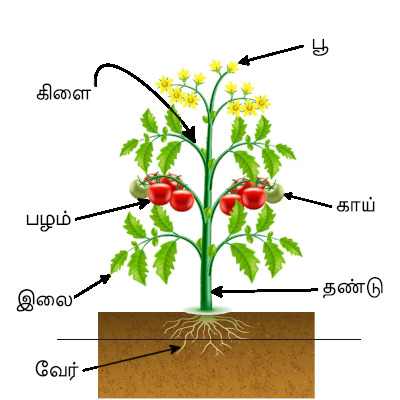 IMAGE OF PLANT-PARTS