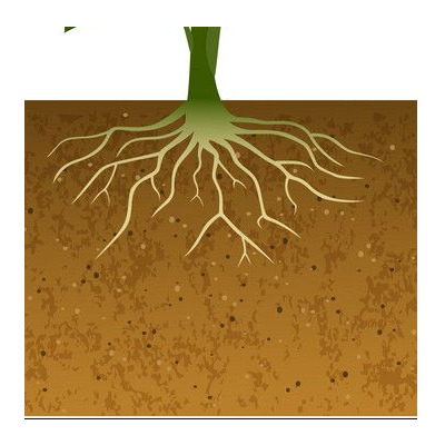 IMAGE OF ROOT