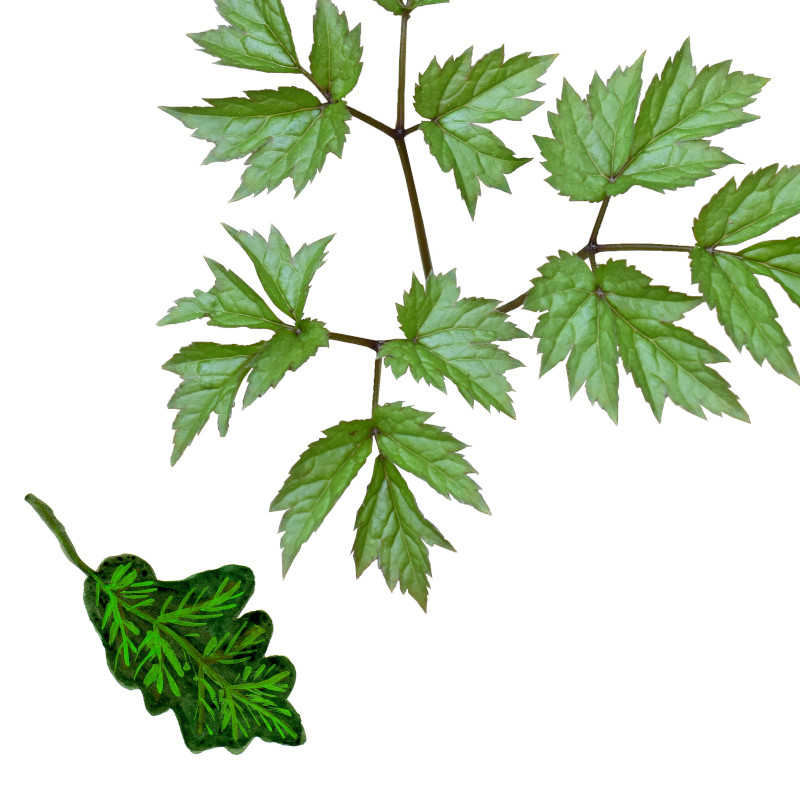 IMAGE OF LEAF-LEAVES