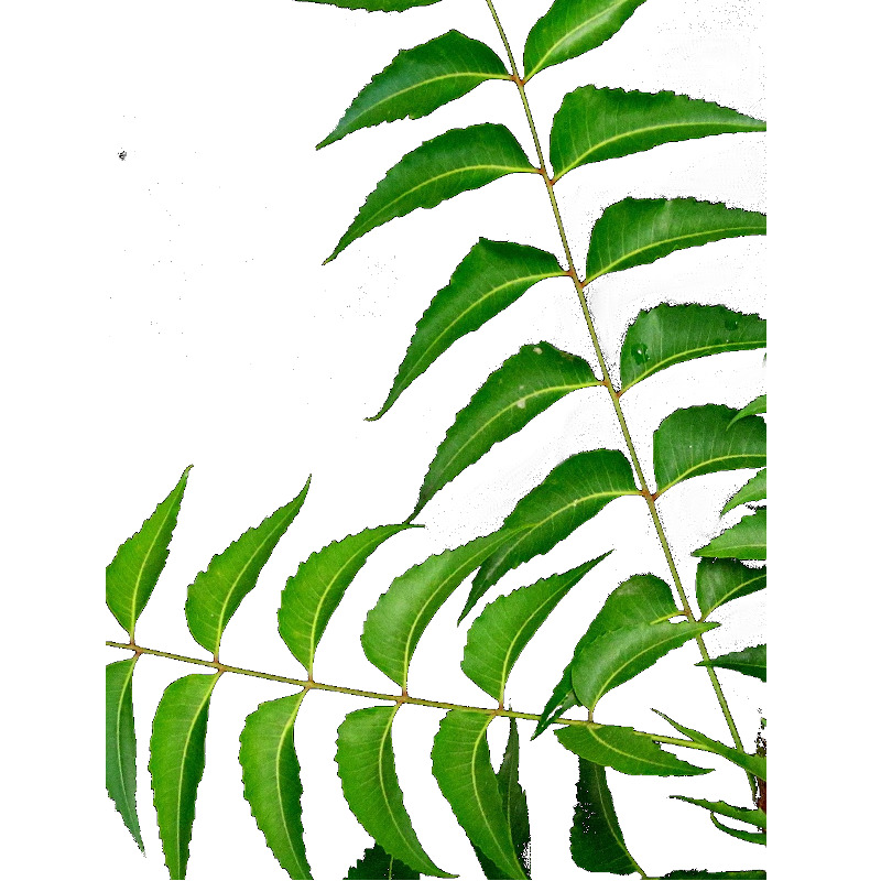 IMAGE OF NEEM-LEAVES
