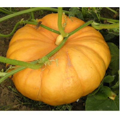 IMAGE OF PUMPKIN