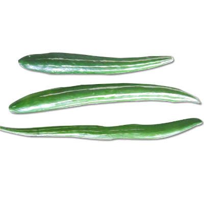 IMAGE OF SNAKE-GOURD