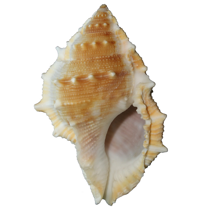IMAGE OF CONCH