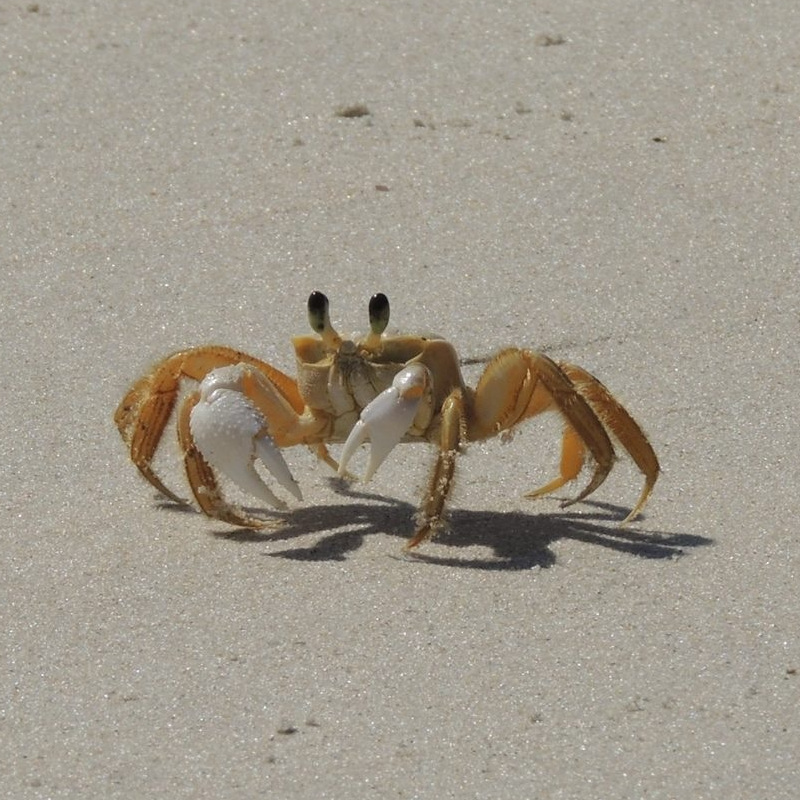 IMAGE OF CRAB
