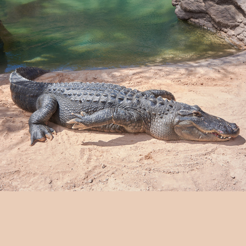 IMAGE OF CROCODILE