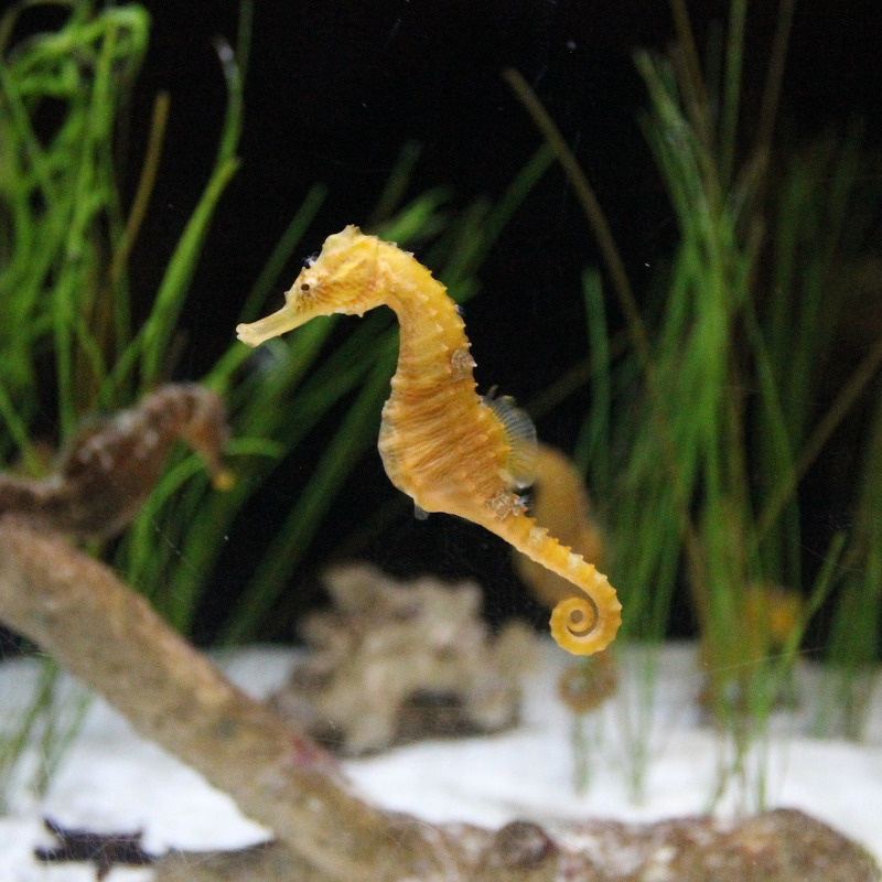 IMAGE OF SEA-HORSE