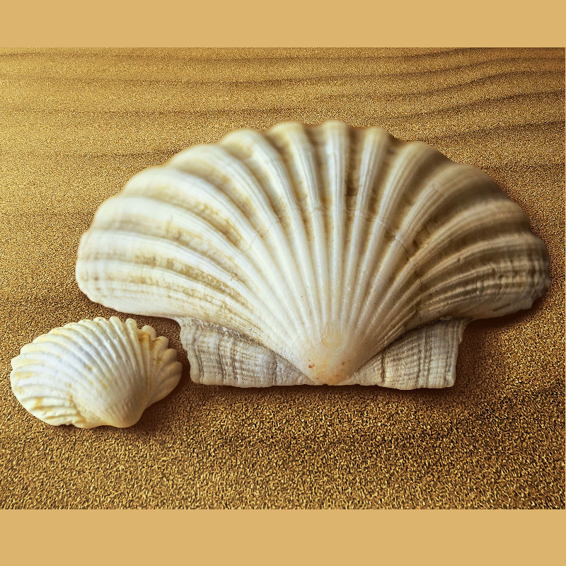 IMAGE OF SEA-SHELL