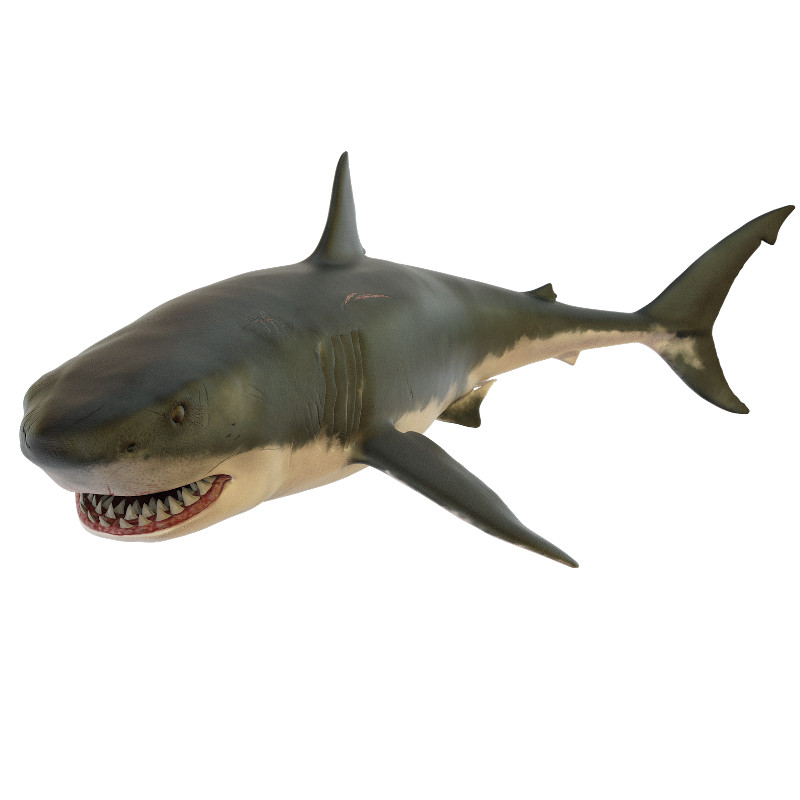 IMAGE OF SHARK