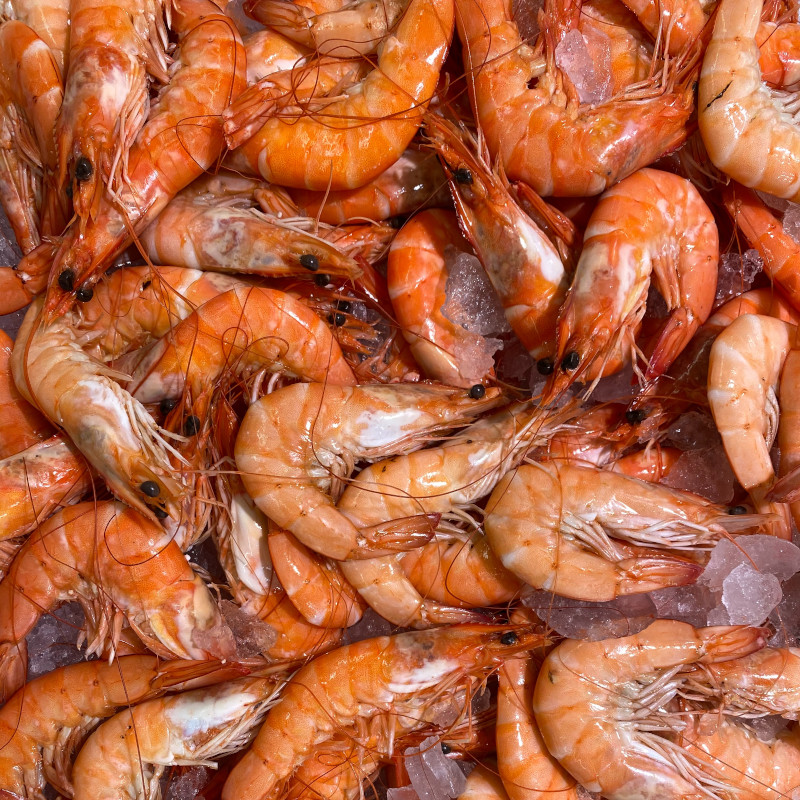 IMAGE OF SHRIMP