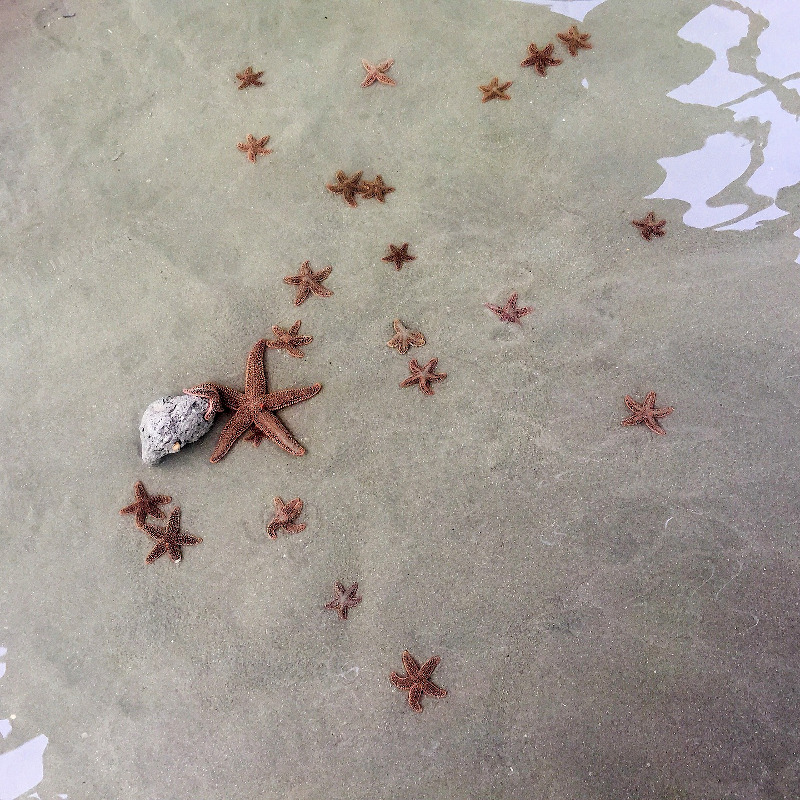 IMAGE OF STARFISH