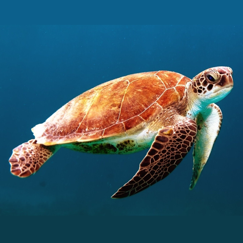 IMAGE OF TURTLE