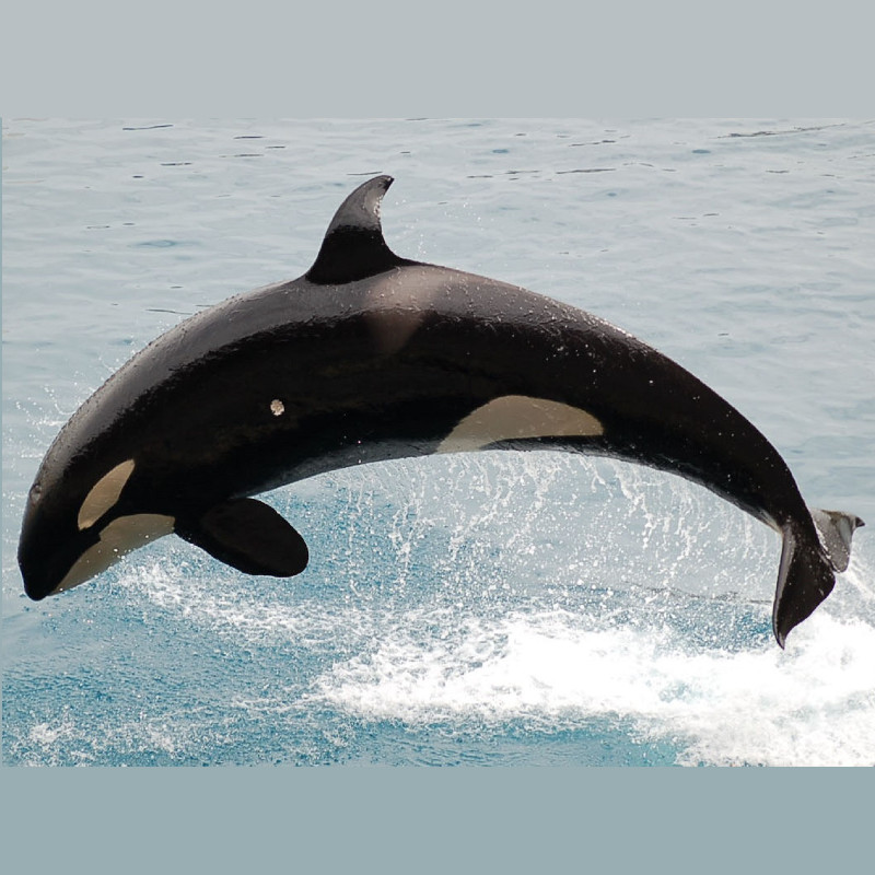 நீர்வாழ் உயிரினங்கள்