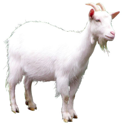 IMAGE OF GOAT