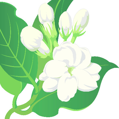 IMAGE OF JASMINE