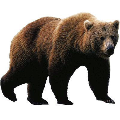 IMAGE OF BEAR