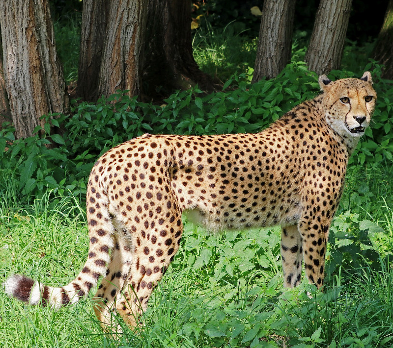 IMAGE OF CHEETAH