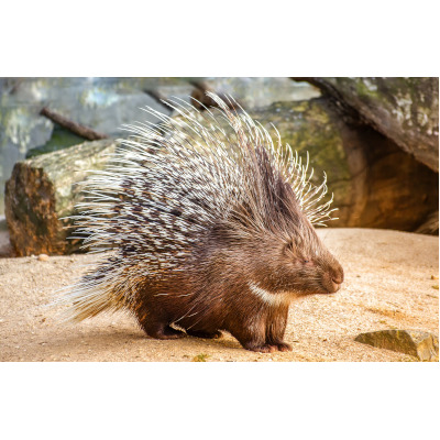 IMAGE OF PORCUPINE