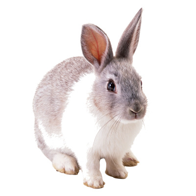 IMAGE OF RABBIT