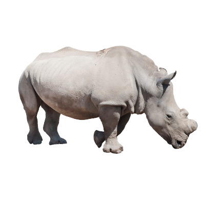 IMAGE OF RHINO