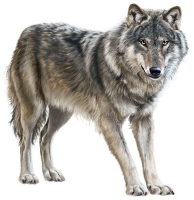 IMAGE OF WOLF