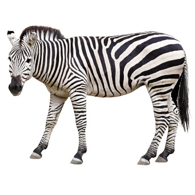 IMAGE OF ZEBRA