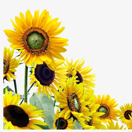 IMAGE OF SUNFLOWER